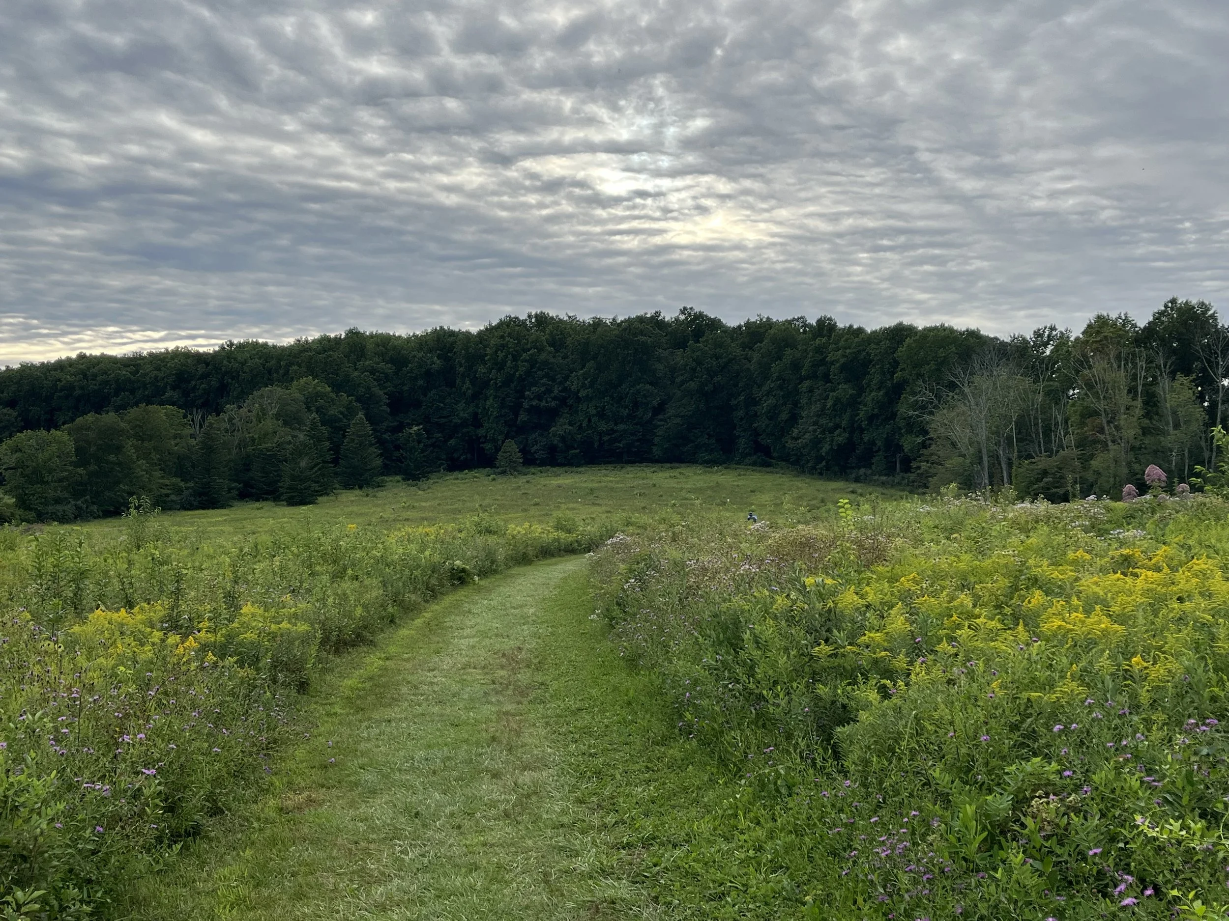 Opening pathway in a green field with wildflowers and a forest in the background. The sky is patterned with clouds and sun.