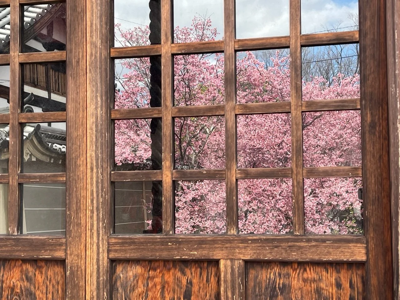 Pink cherry blossoms outside a window with a wooden lattice frame, in front of a traditional building with a tiled roof.