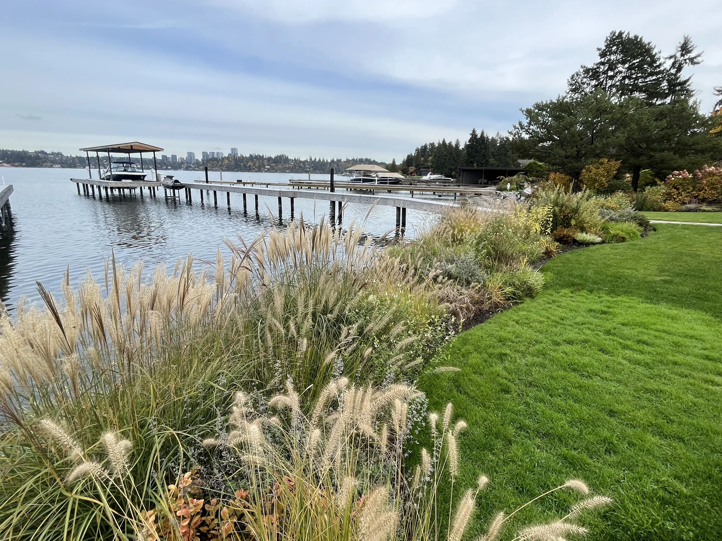 Natural lakeside plantings — North Mercer Island