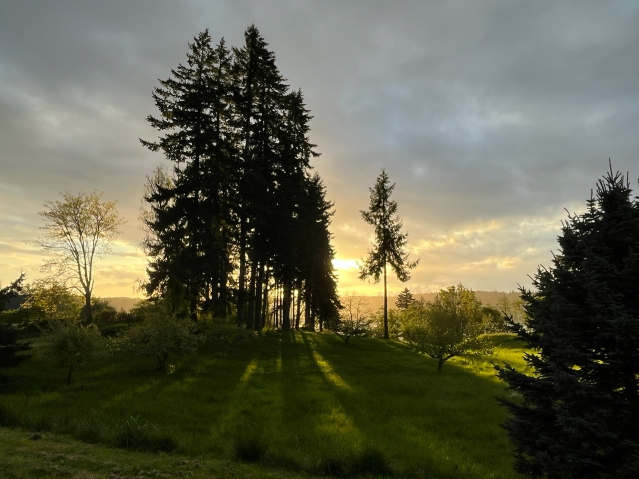 Sunset behind tall pine trees and a grassy landscape with smaller trees and shrubs.