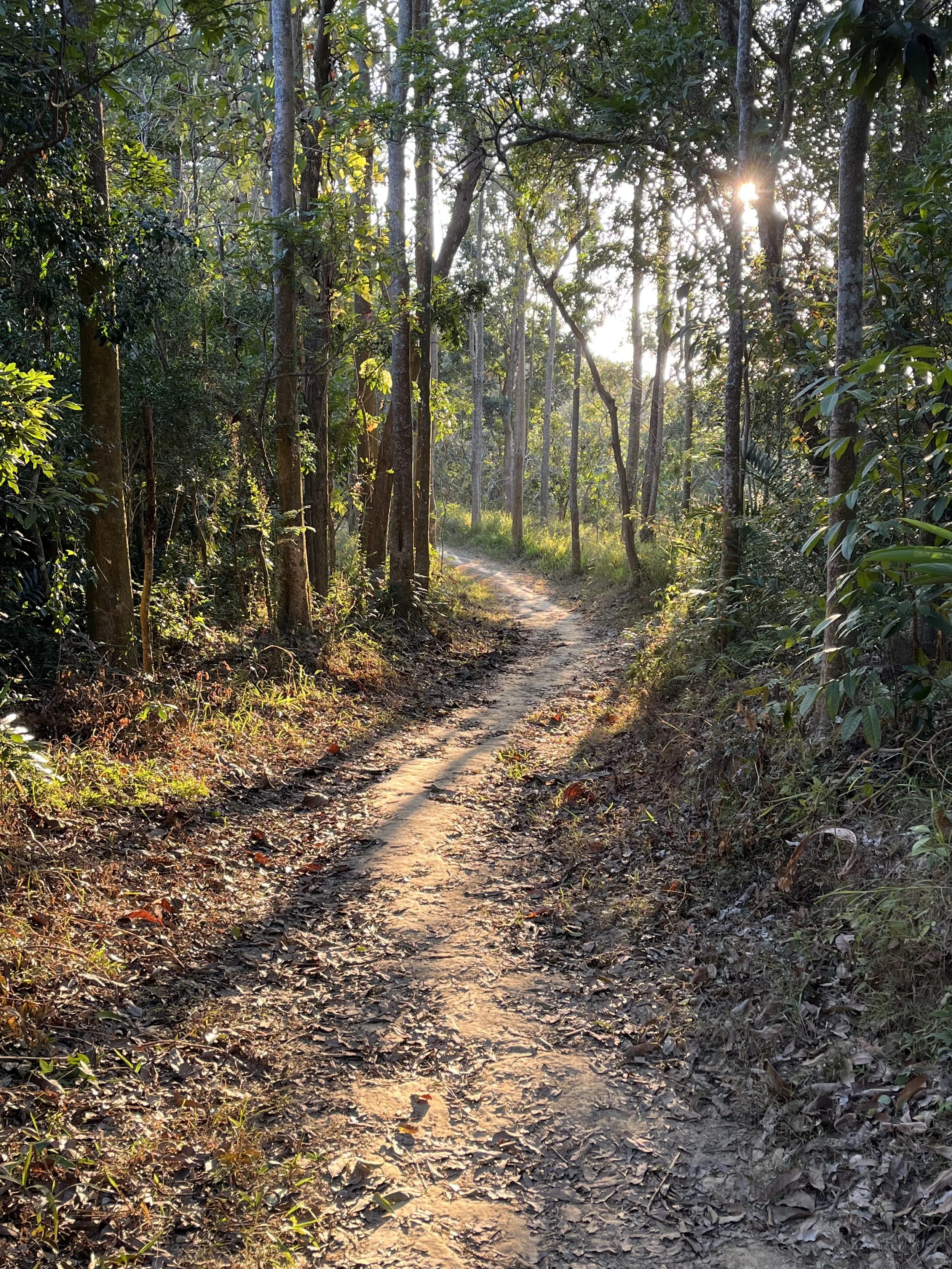 A dirt trail winding through a green forest with sunlight filtering through the trees.