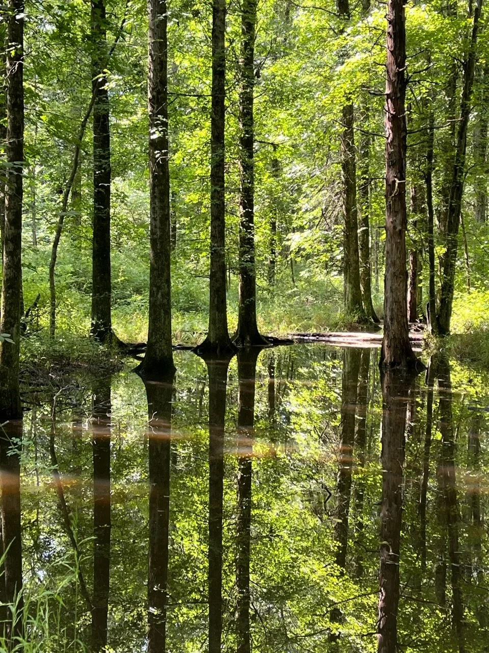 A tranquil rainforest scene showing tall trees with green leaves, partially submerged in water, creating reflections of the trees in the water.