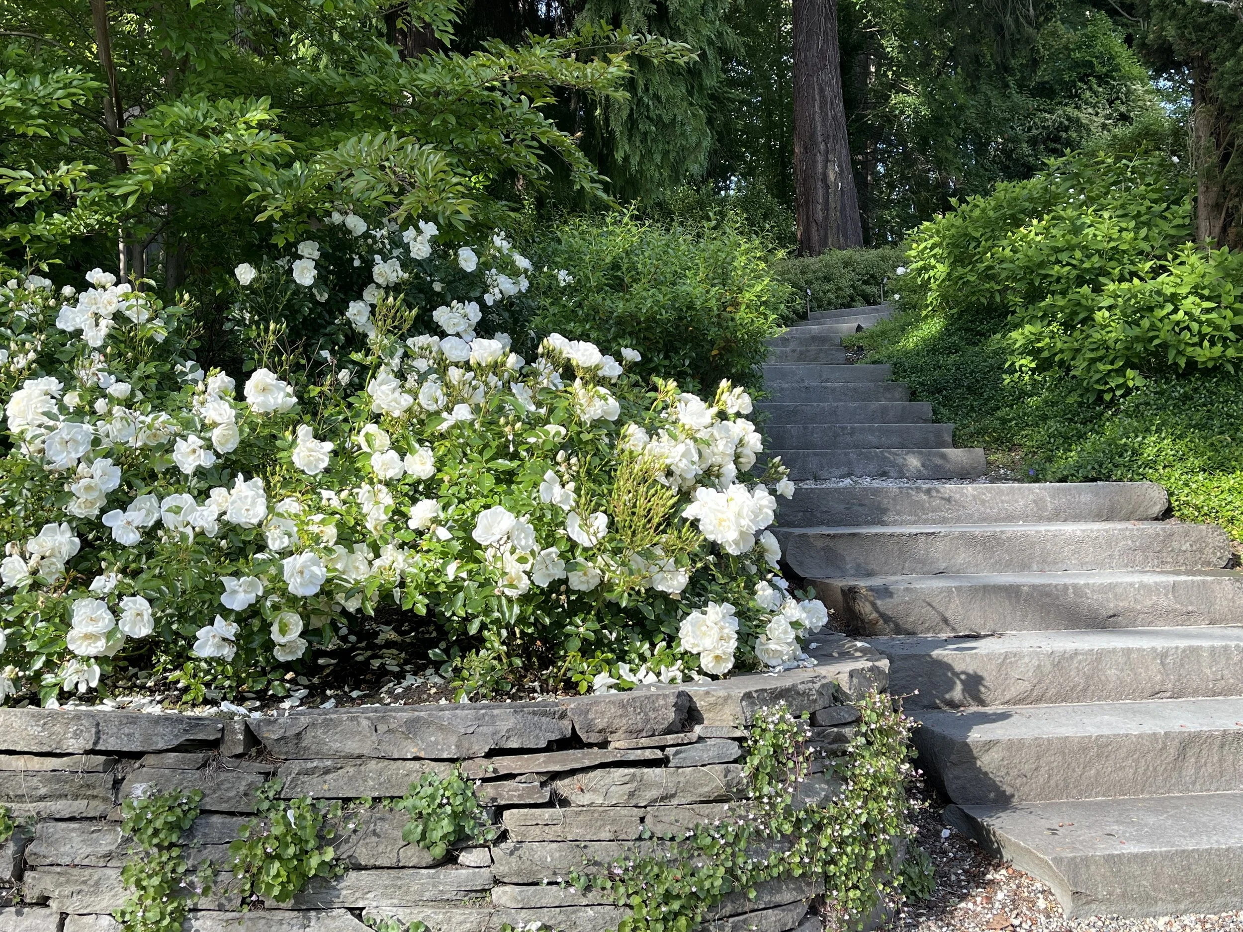 Bluestone staircase with white roses — Shoreline