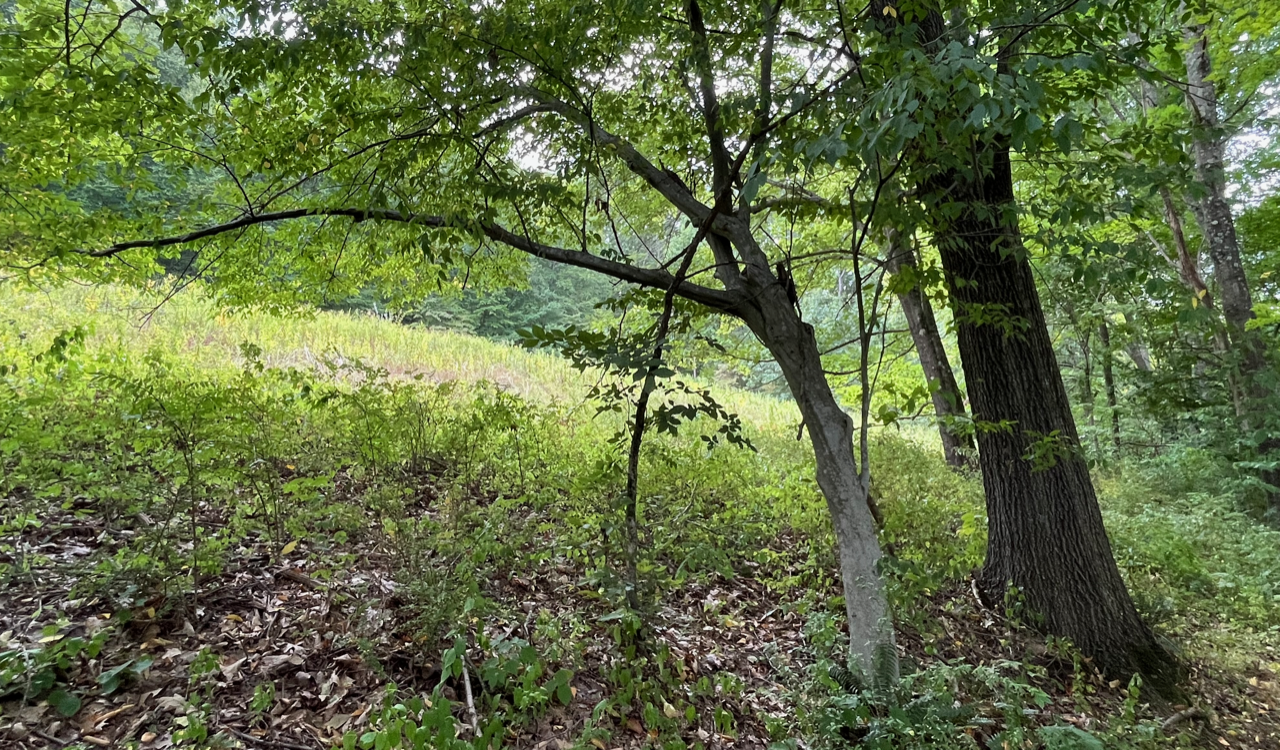 Photo of a mature Ironwood tree in a natural setting.