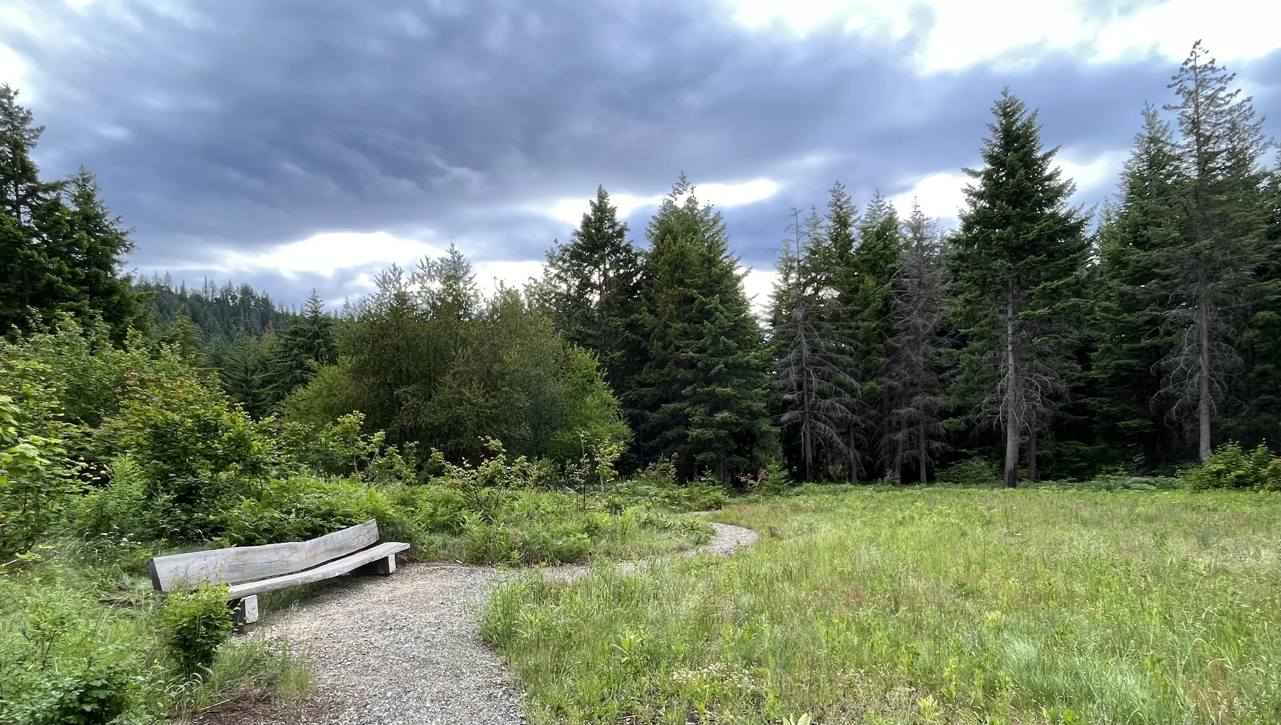 Wildflower meadow and plank bench — Cle Elum