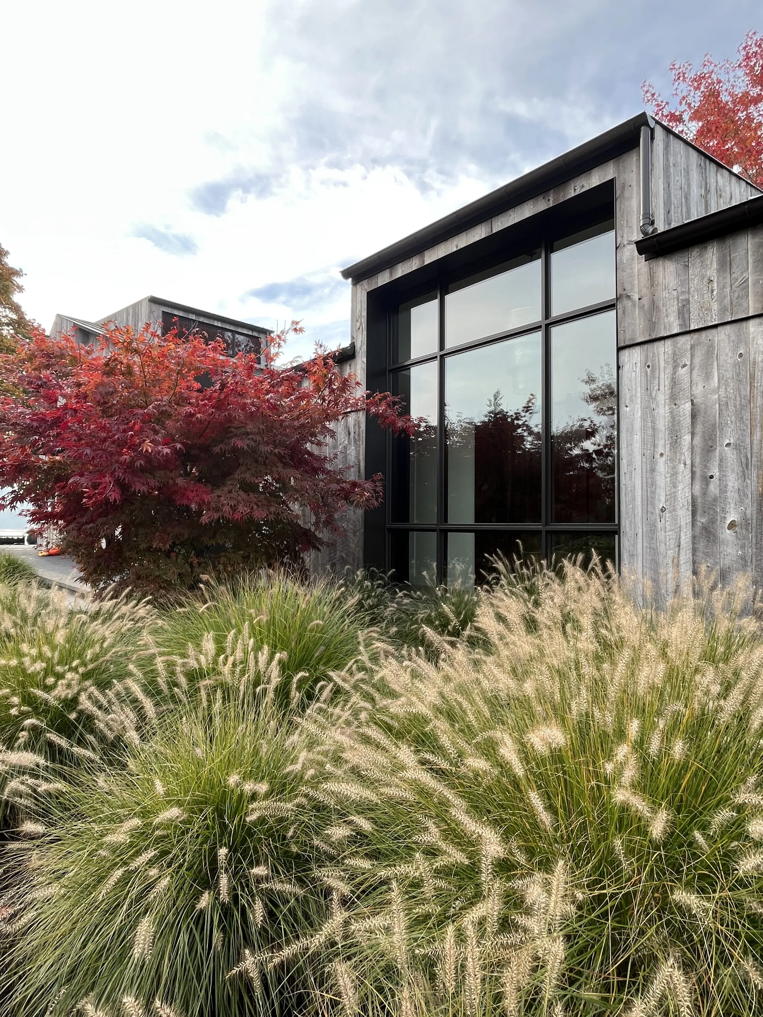 Grasses and Japanese maple — Quartermaster Harbor