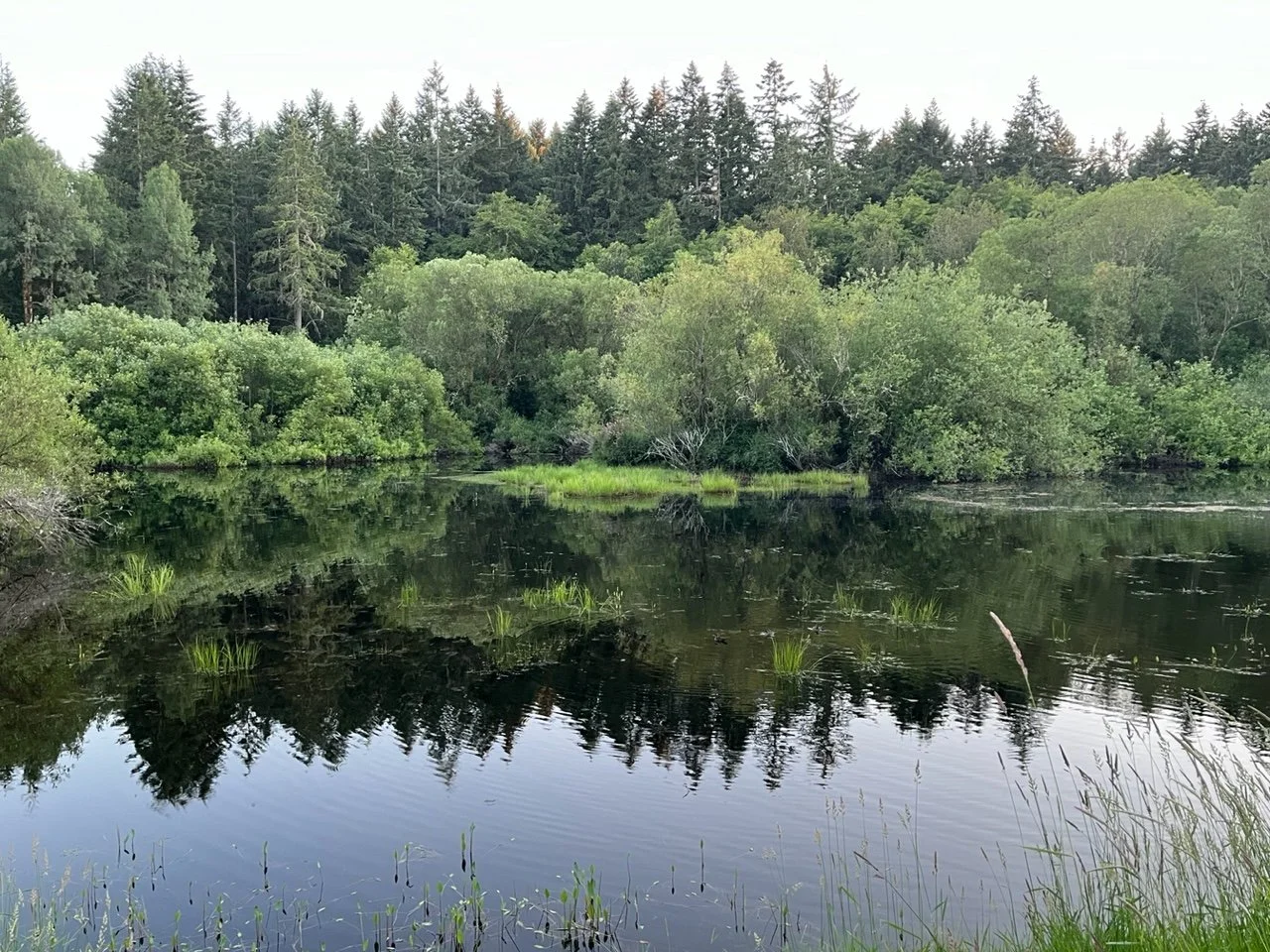 A tranquil scene of a river surrounded by lush green trees and bushes, with the trees reflecting in the calm water surface.
