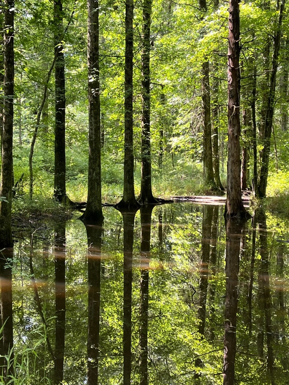 A flooded forest with tall trees reflected in a still water surface, lush green leaves, and sunlight filtering through the canopy.