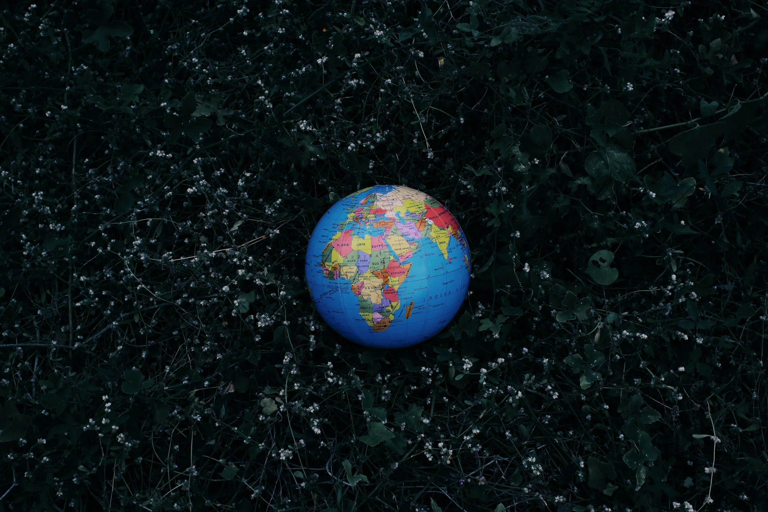 A small globe showing continents and countries, resting on dark ground with small green leaves and white flowers.