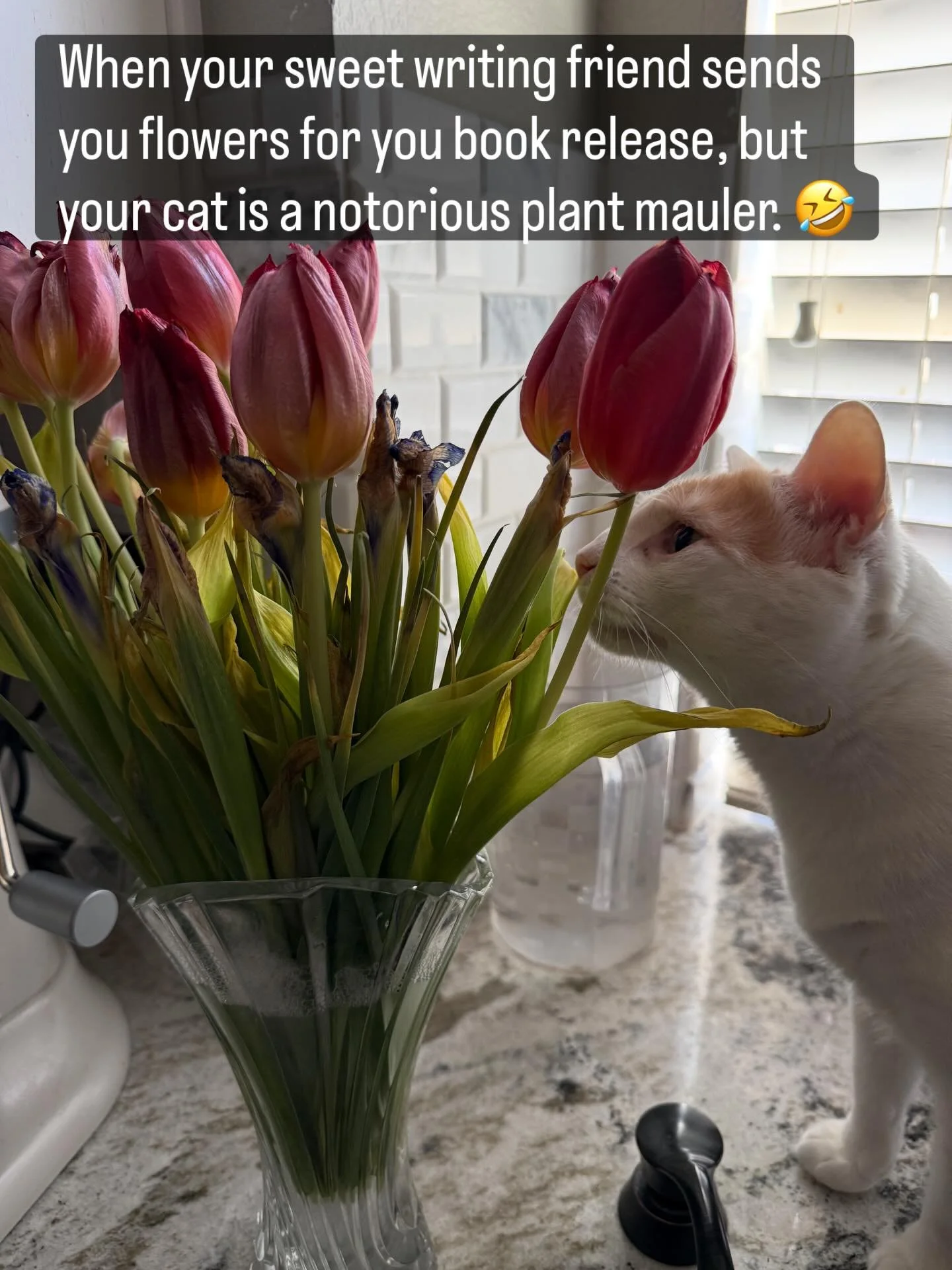 Love my cats but they make things challenging 🤣. They come running every time I take the vase down to refill the water 🤣. 

But what a fun memory for my book release! And maybe they&rsquo;re why I love writing thrillers. I am always in suspense abo
