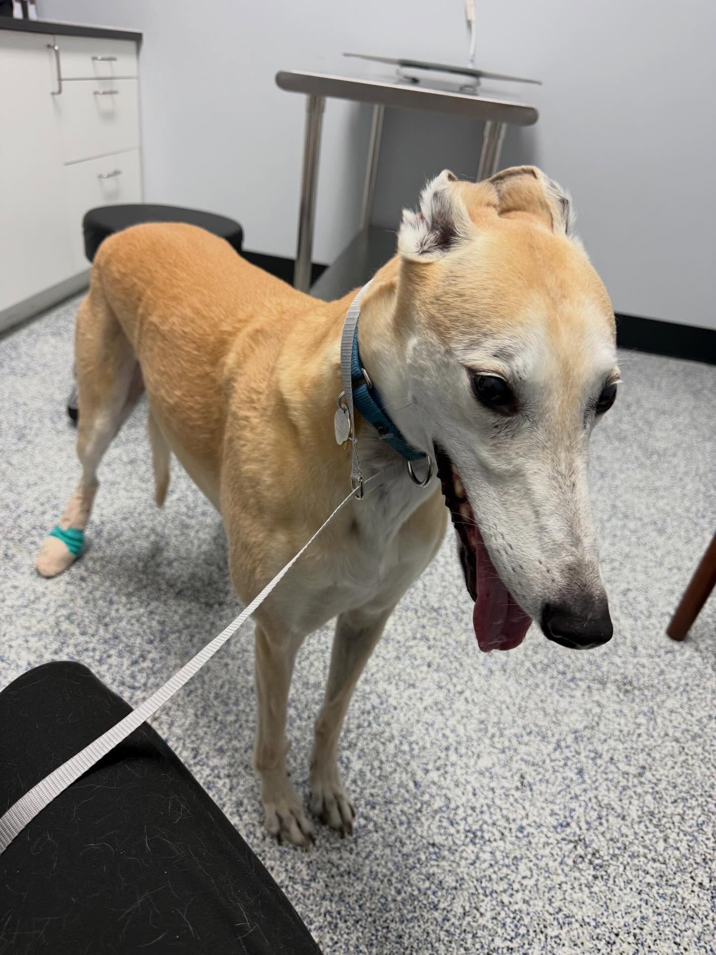 Dude had a bit too much fun running in the backyard today with his besties. But it&rsquo;s just a dislocated toe. He should be able to go home and resume couch surfing ASAP.

Whew! He is not our first greyhound to struggle with dislocating toes. They