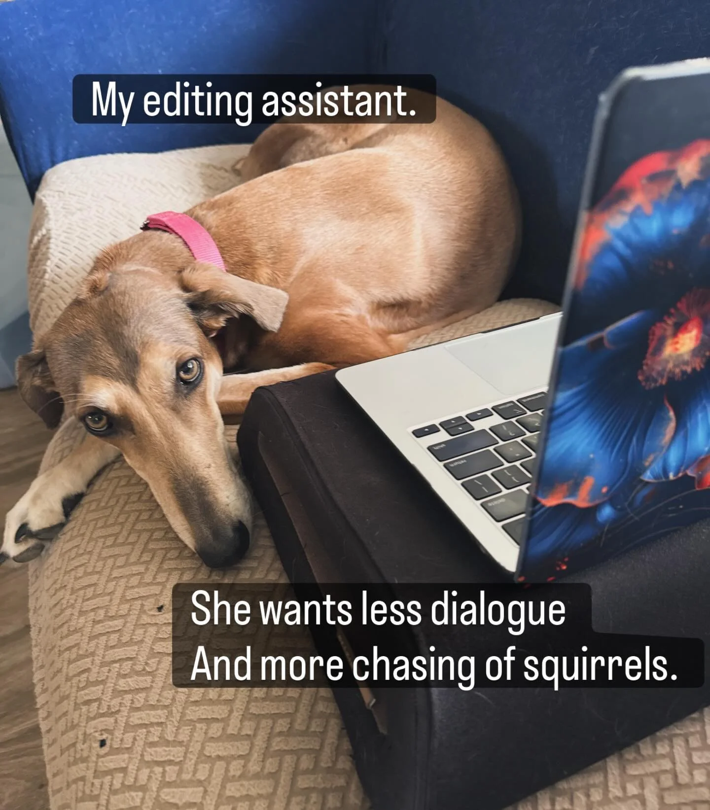 I&rsquo;m deep in an editing cave. So deep Emma decided to help me out so I could make her a snack. 

Working on a steam punk romantasy. Loving these vibes. More to come soon! 

Next week it&rsquo;s the final proofread for the follow up to The Donor,
