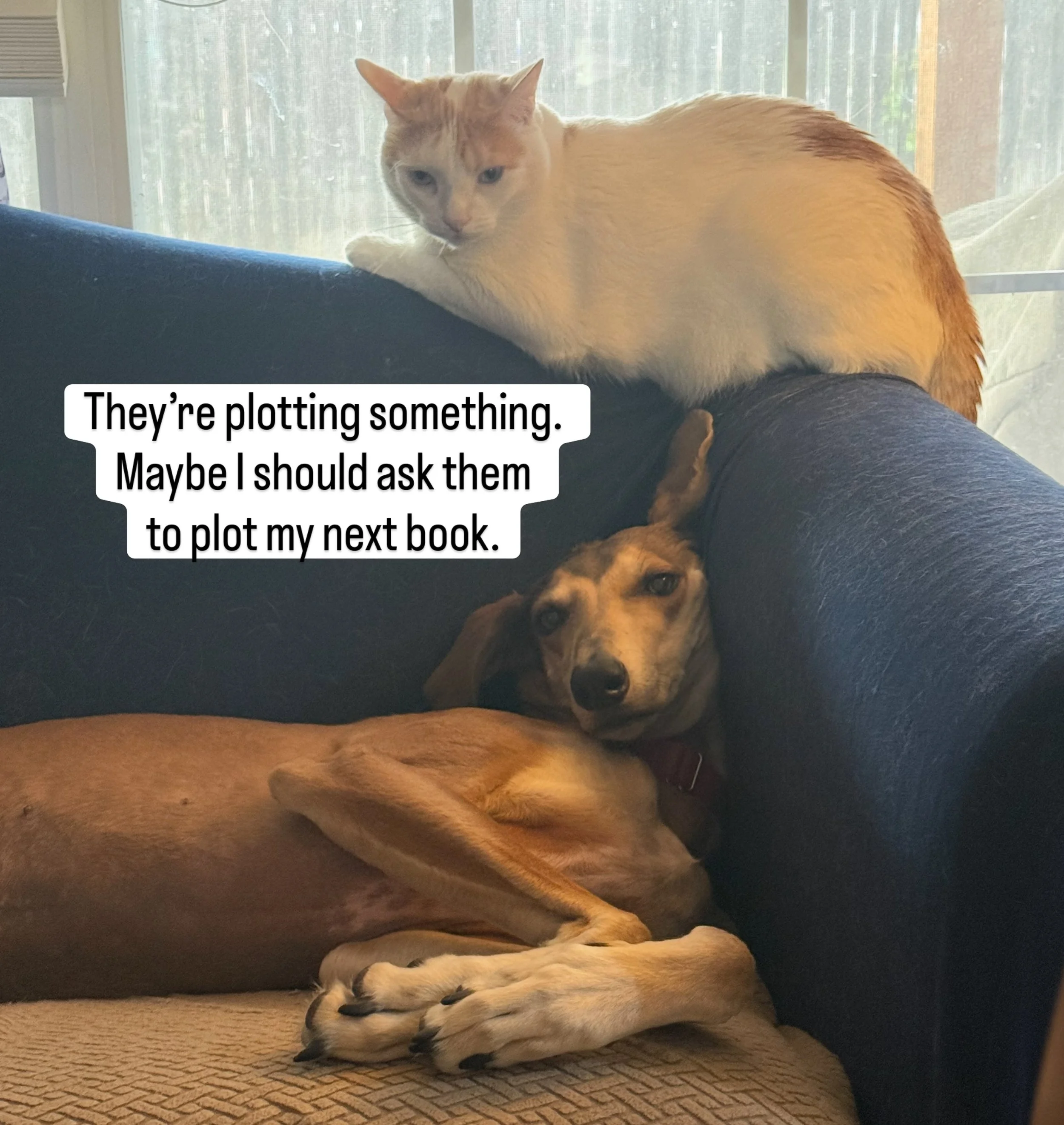 When your pets are plotting more than you are 🤣🤣🤣. 
Happy Caturday! How is it going for you?