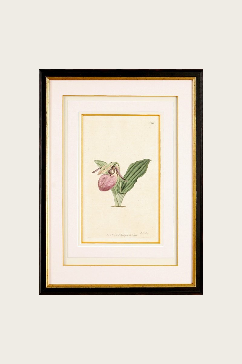 Cypripedium calceolus