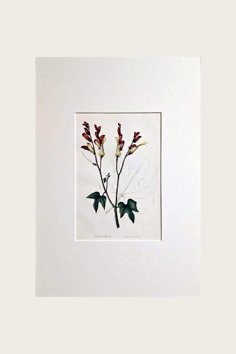 QUAMOCLIT PALLESCENS