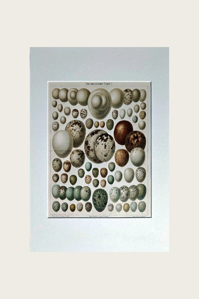 EGGS OF EUROPEAN BIRDS I