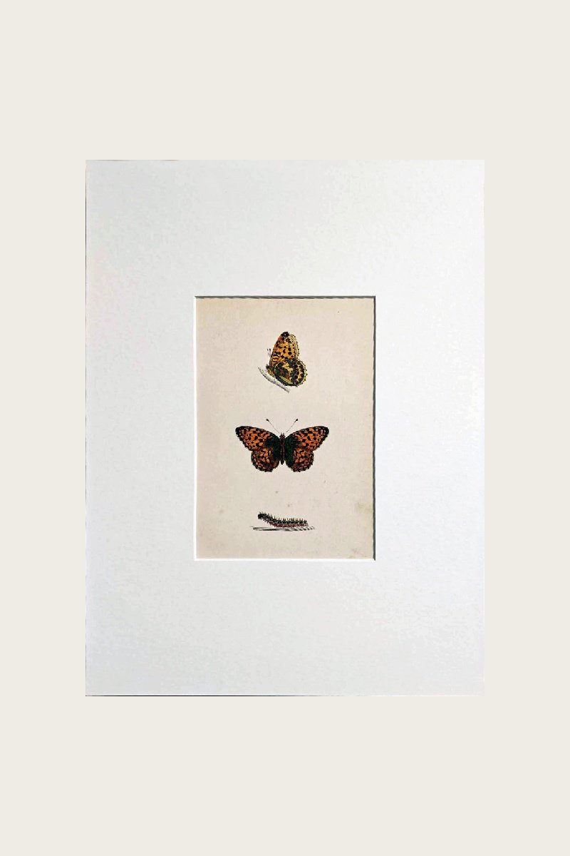 HIGH BROWN FRITILLARY