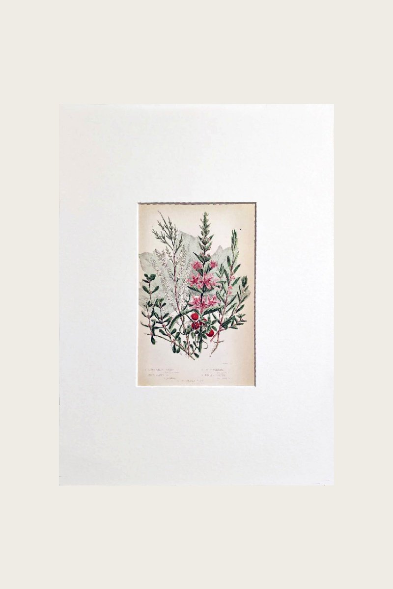 LOOSESTRIFE TRIBE