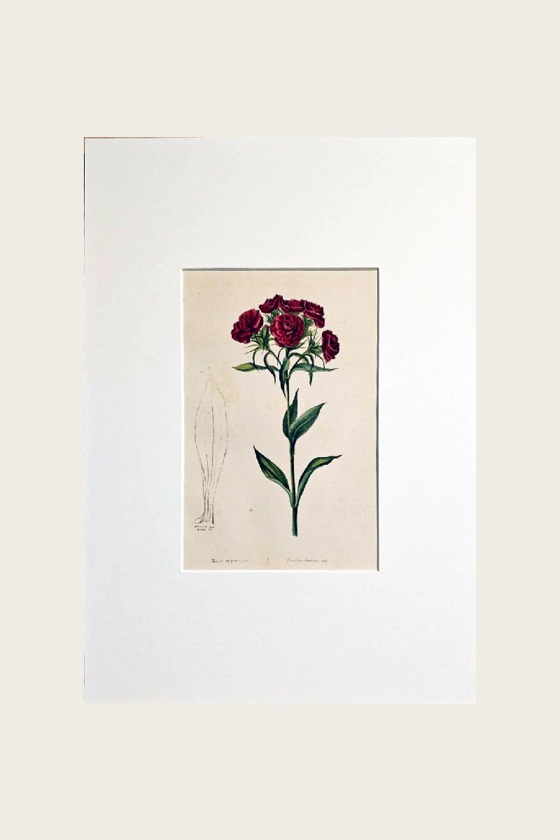 DIANTHUS BARBATUS