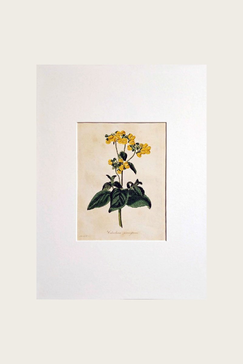 CALCEOLARIA INTEGRIFOLIA VISCOSISSIMA