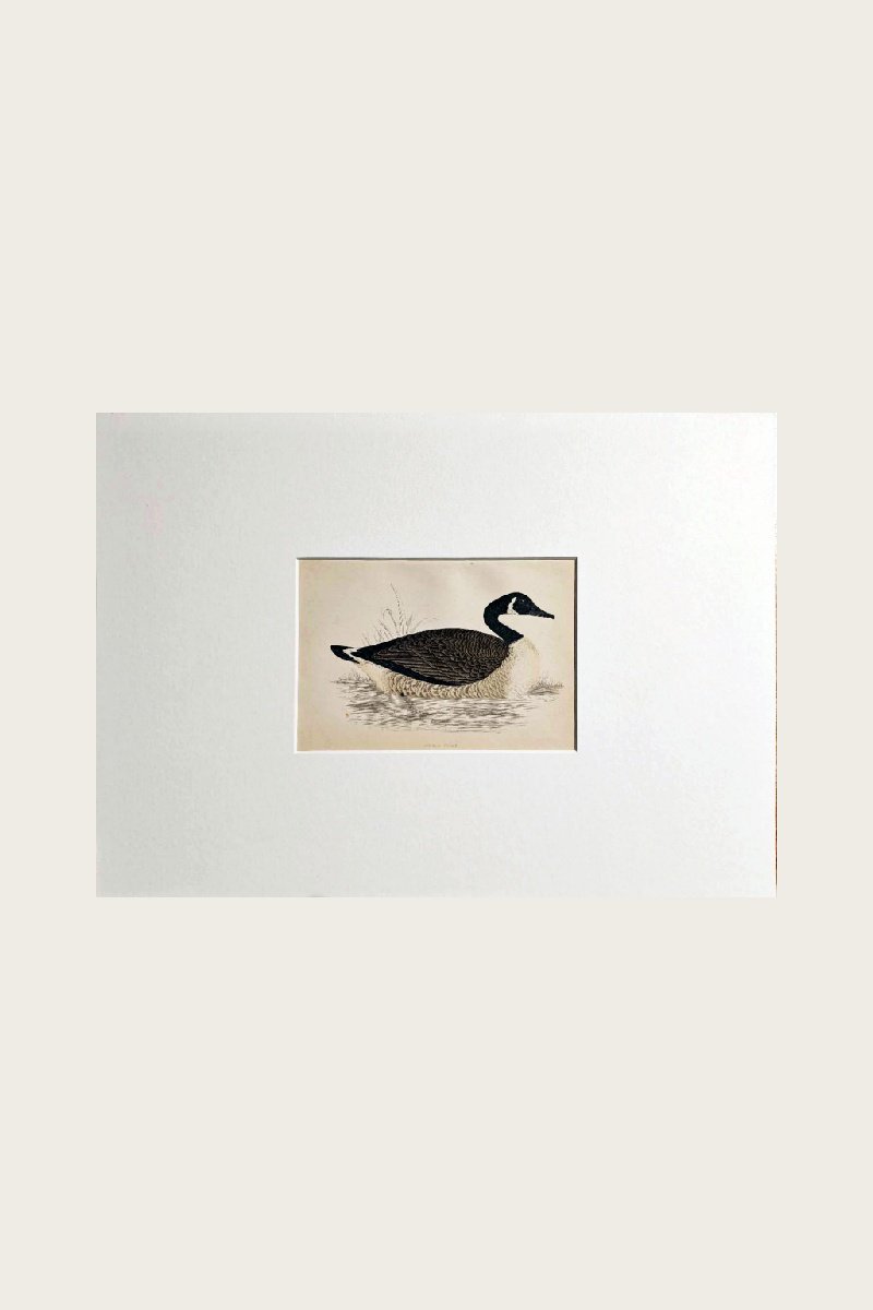 CANADA GOOSE