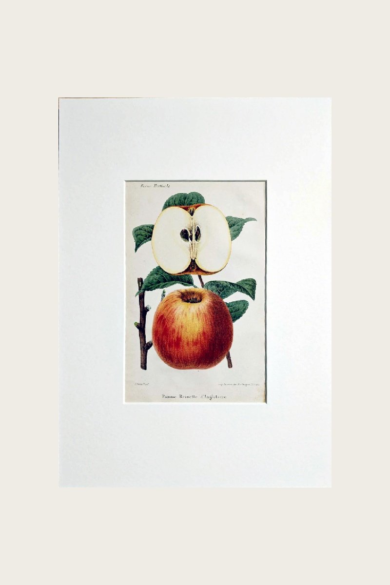 ENGLISH RUSSET APPLE