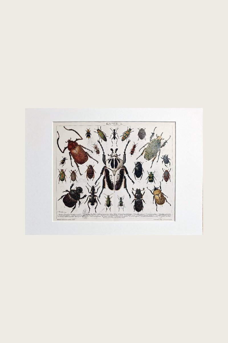 BEETLE I
