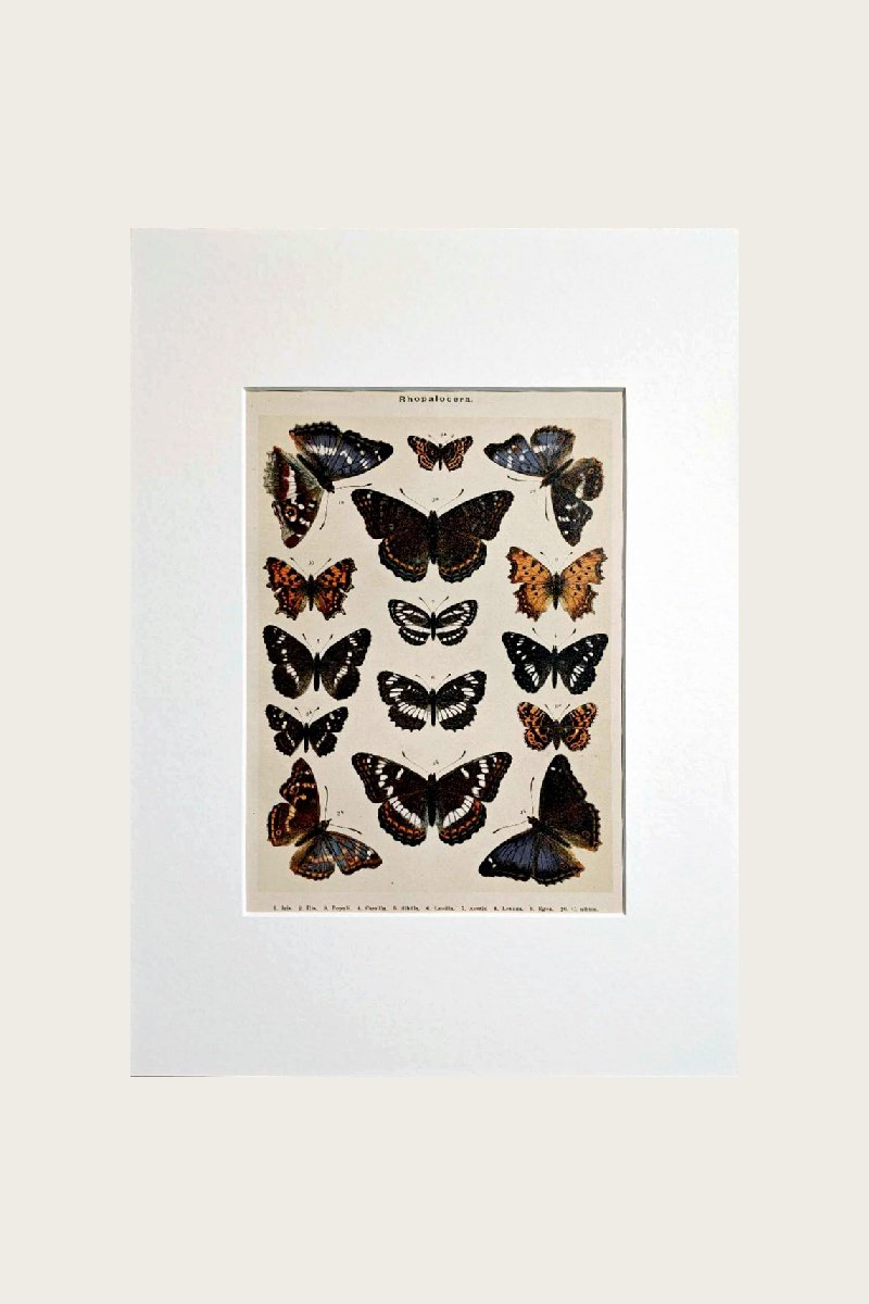 Butterflies