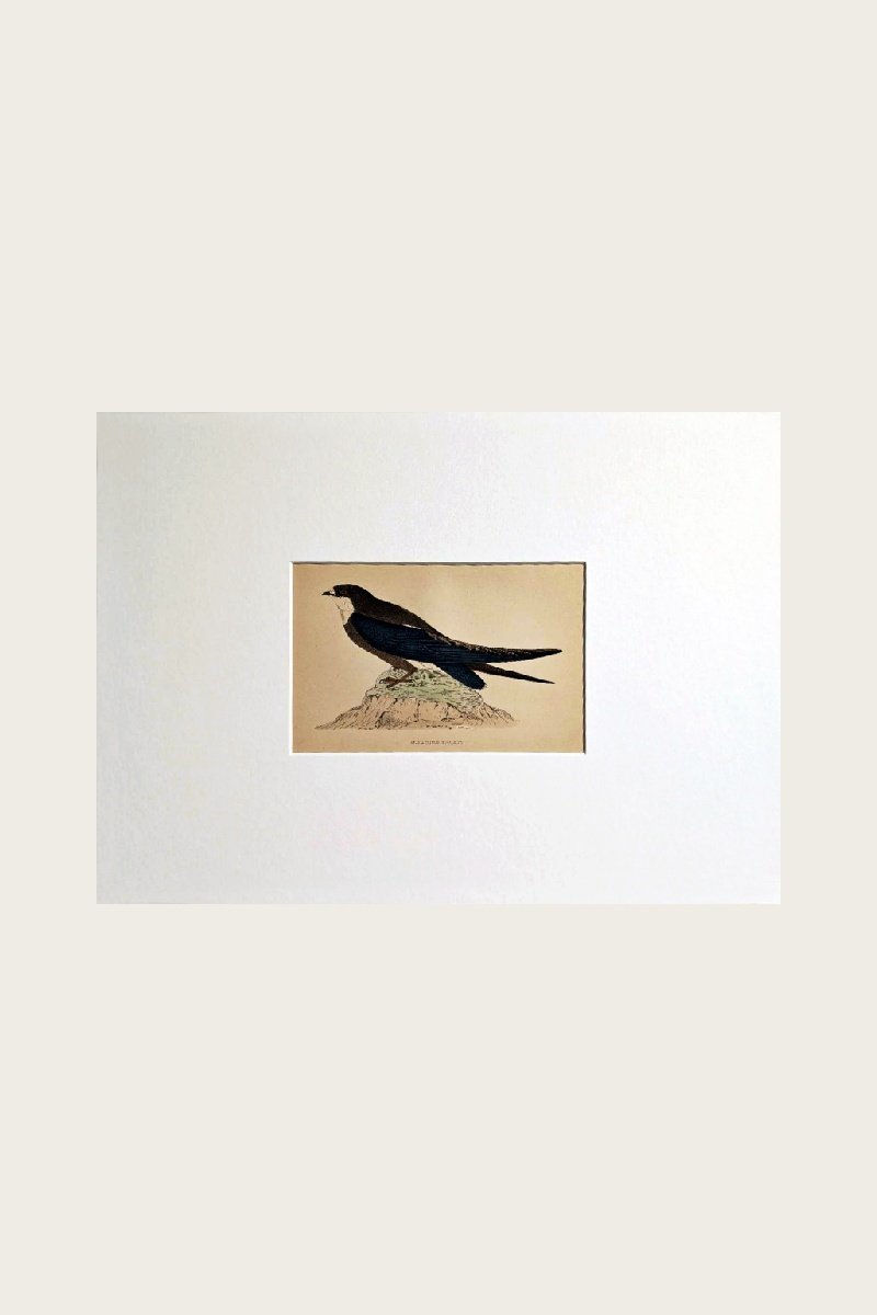 SPINE-TAILED SWALLOW