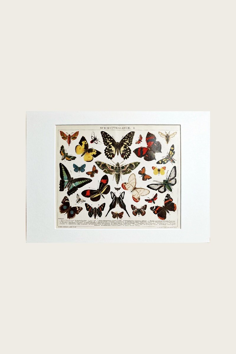 BUTTERFLIES I