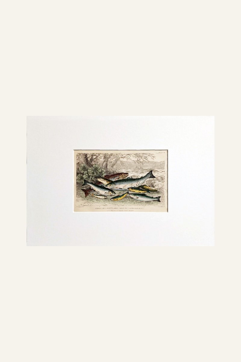 SOFT-FINNED FISH
