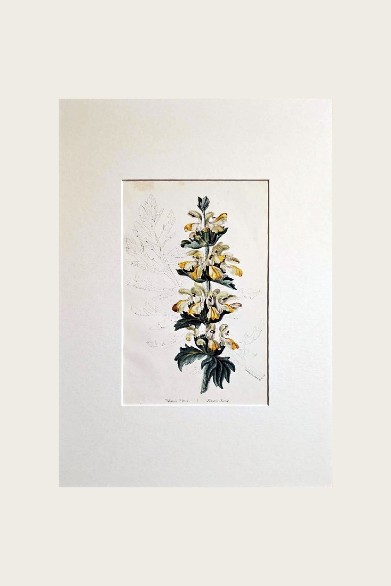 PHLOMIS LBERICA
