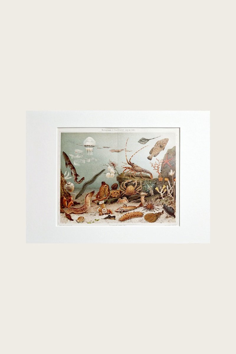 Aquarium I (seawater aquarium)