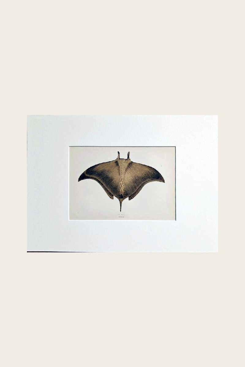 OX RAY