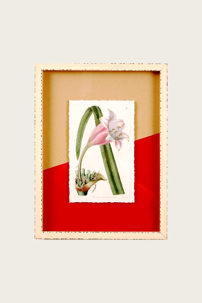 Rose-Colored Changeable Crinum