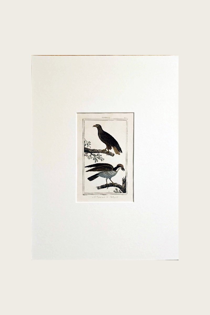 BIRDS
