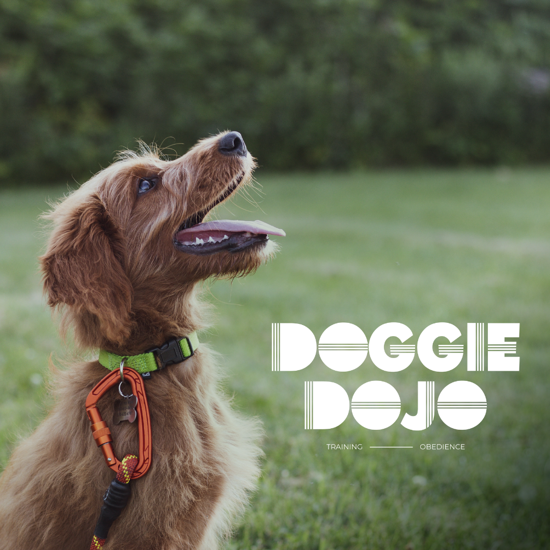 A golden retriever dog looking upwards with the text 'Doggie Dojo Training Obedience' beside it. The dog is wearing a green collar and a leash with an orange carabiner. The background is grassy.