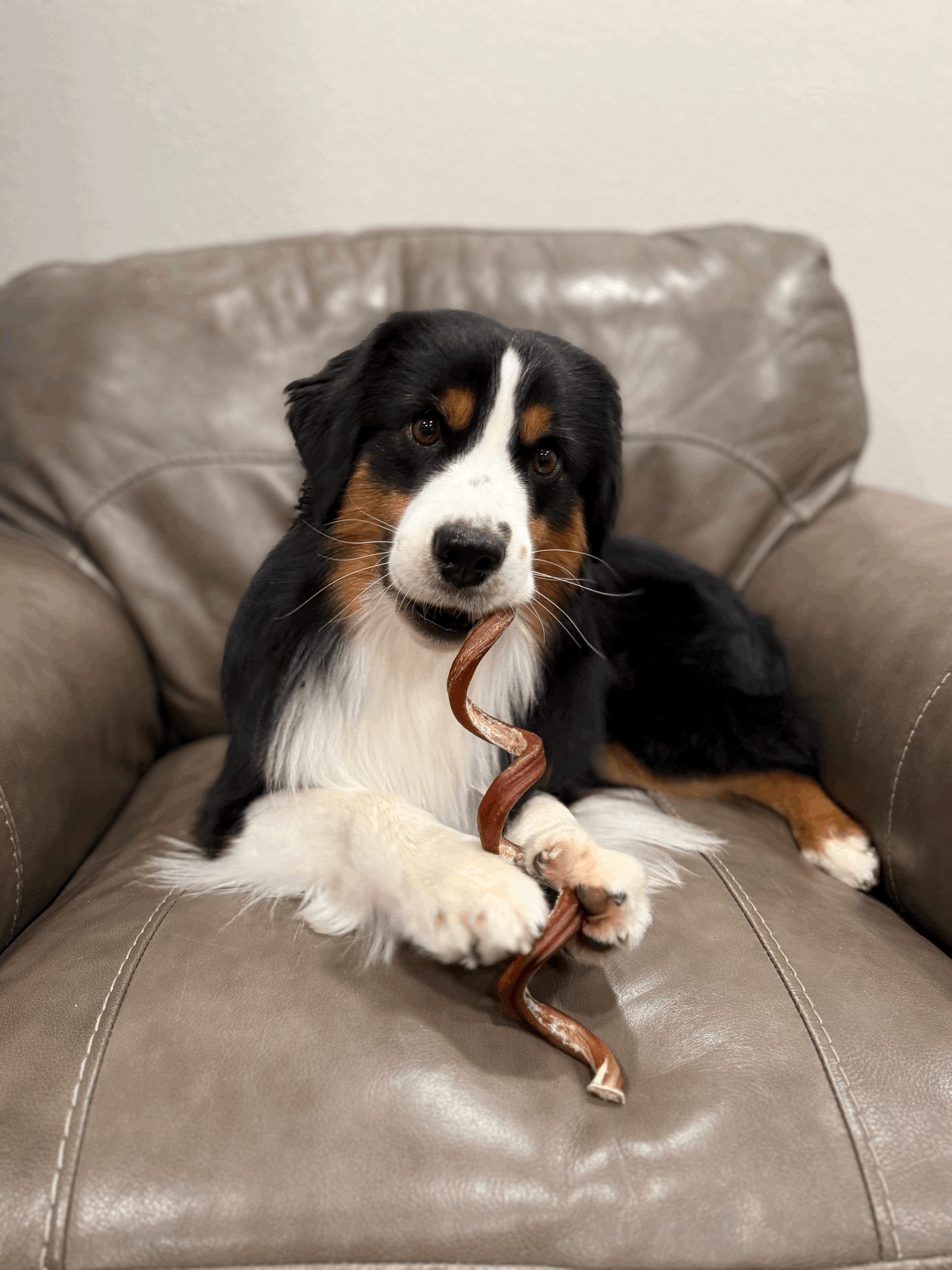Bully Sticks
