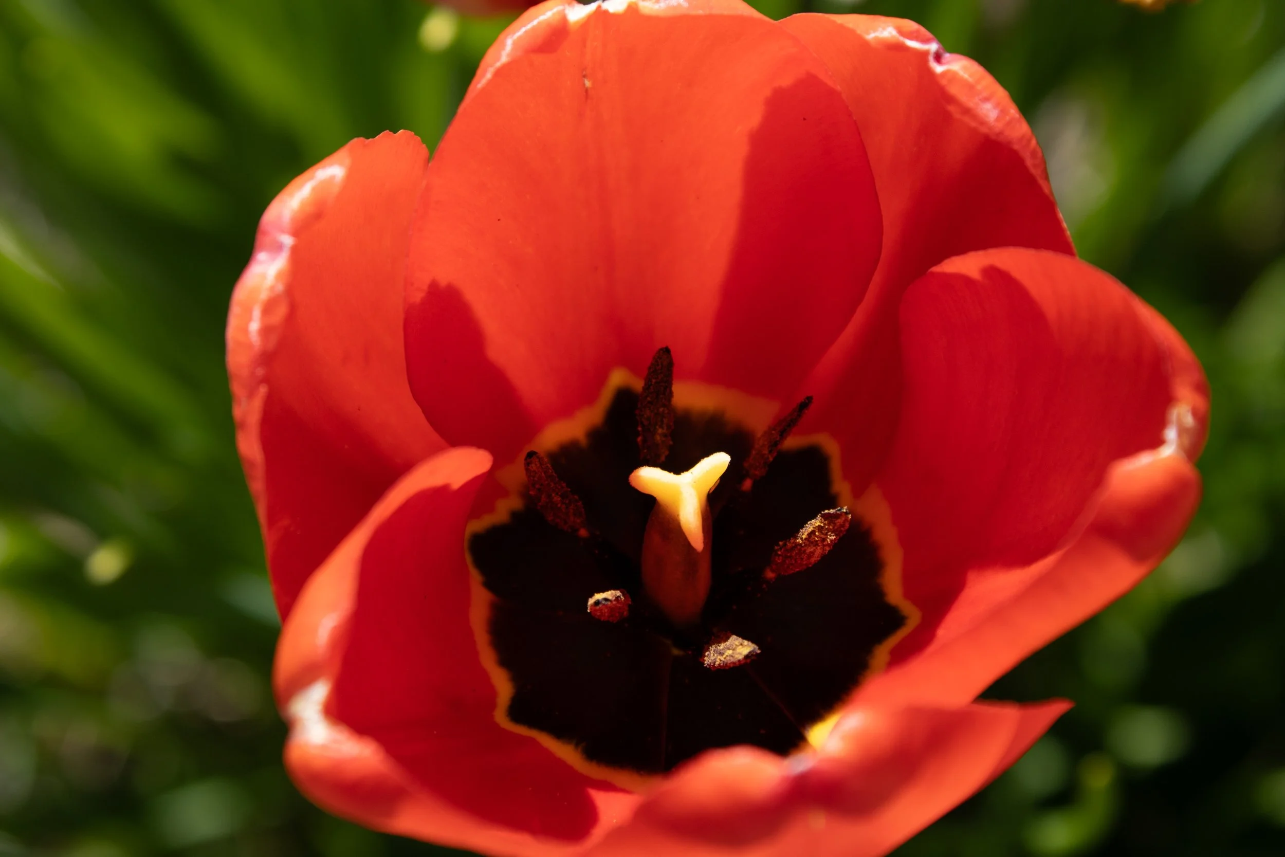 tulip close up.jpg