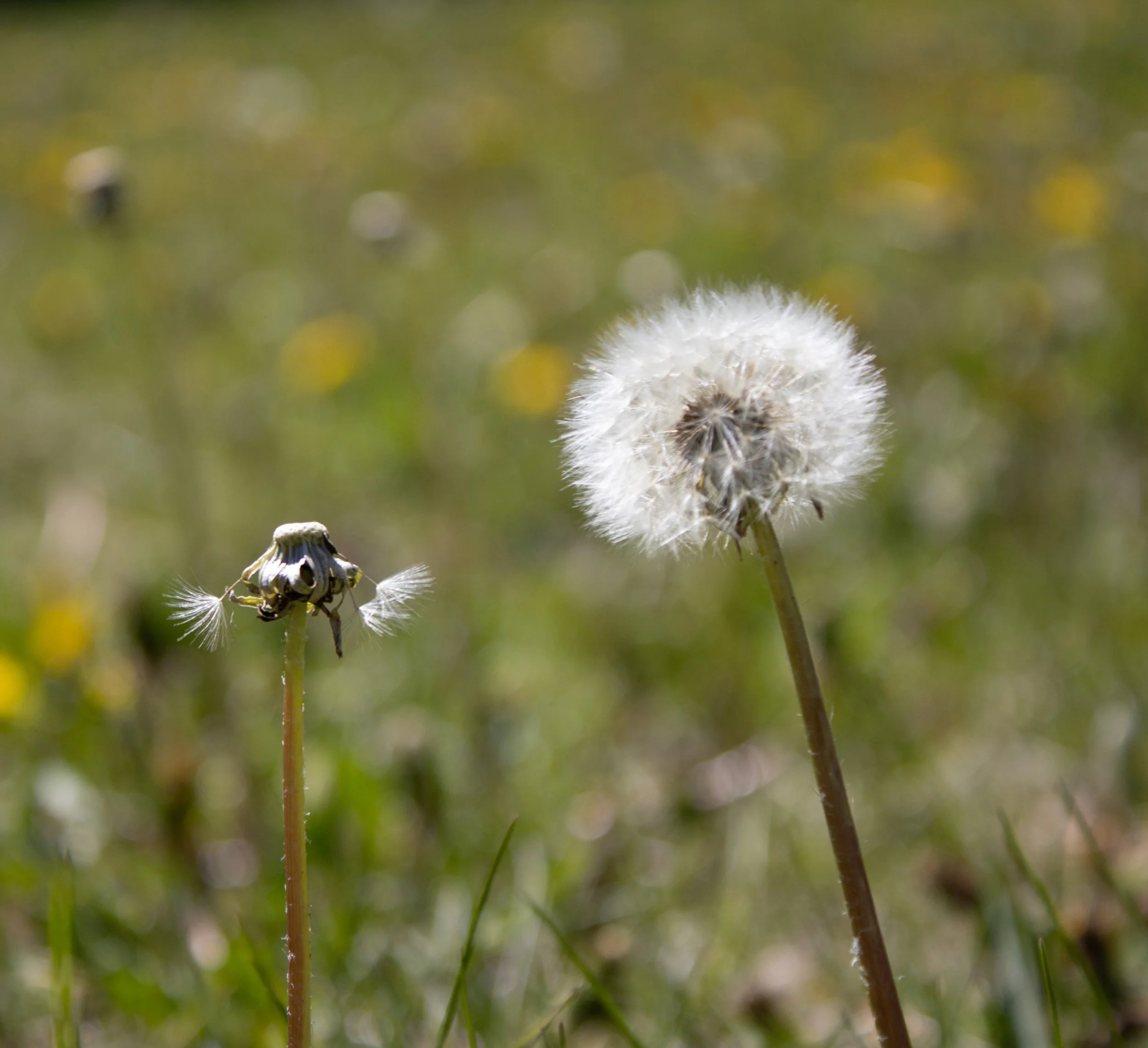 blown out and full dandelion.jpg