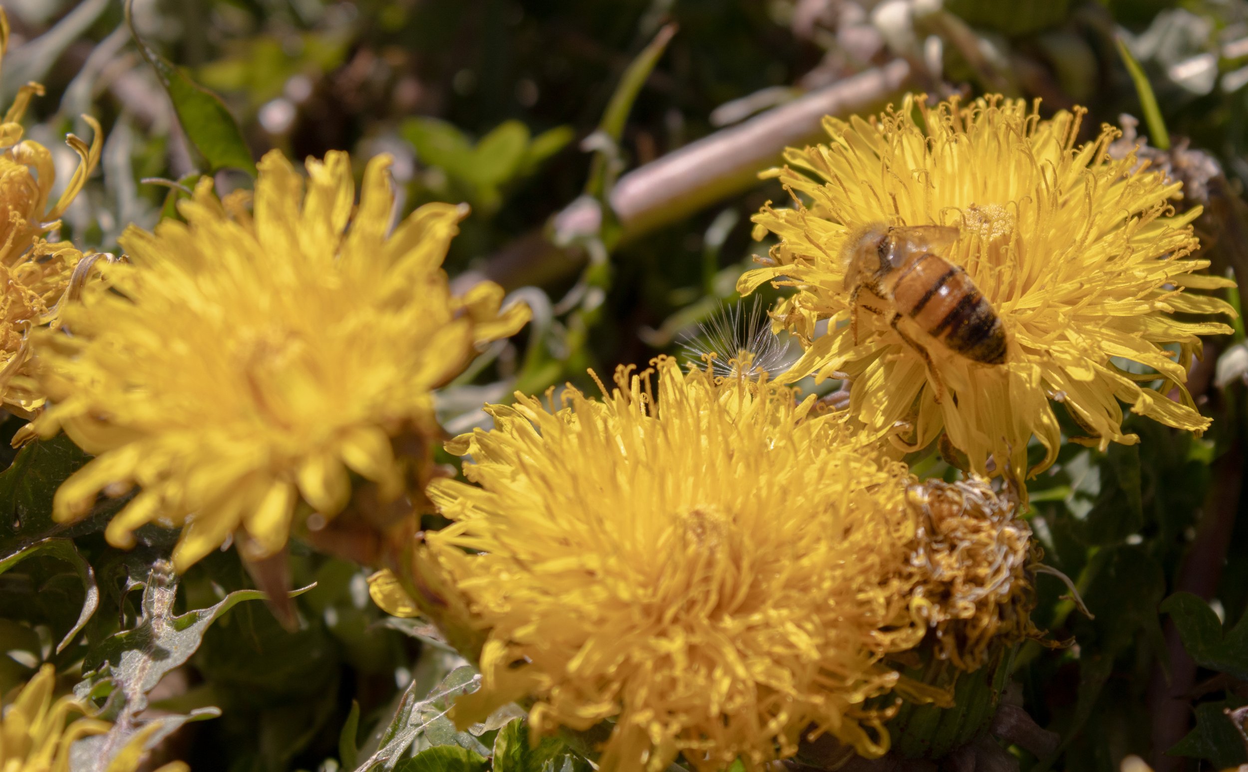 bee on yellow clump of three flowers.jpg