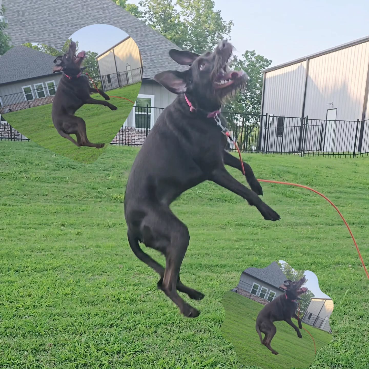 Having @clarksbarkinggoodtime over calls for leaps of joy! Thanks for the #slumberPAWrty Layla!

#petsitter #dogsitter #dogsofinstagram #dogsitter #gsp #nwa #smallbusiness #CBGTpack