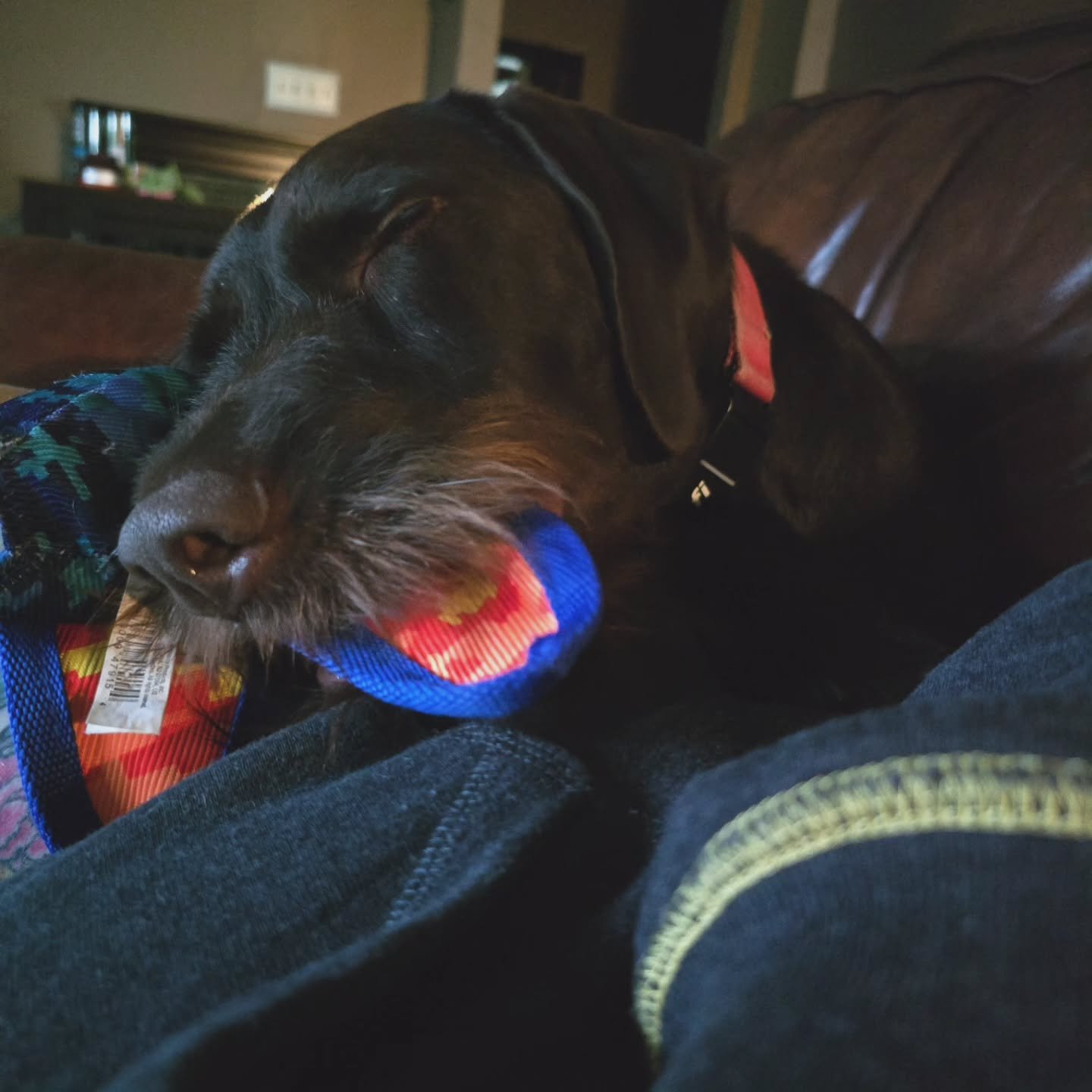 Layla, girl, you give the best cuddles! 💕

#petsitter #dogsitter #gsp #gwp #pointer #CBGT #Staycation #slumberPAWrty #cuddlebuddy