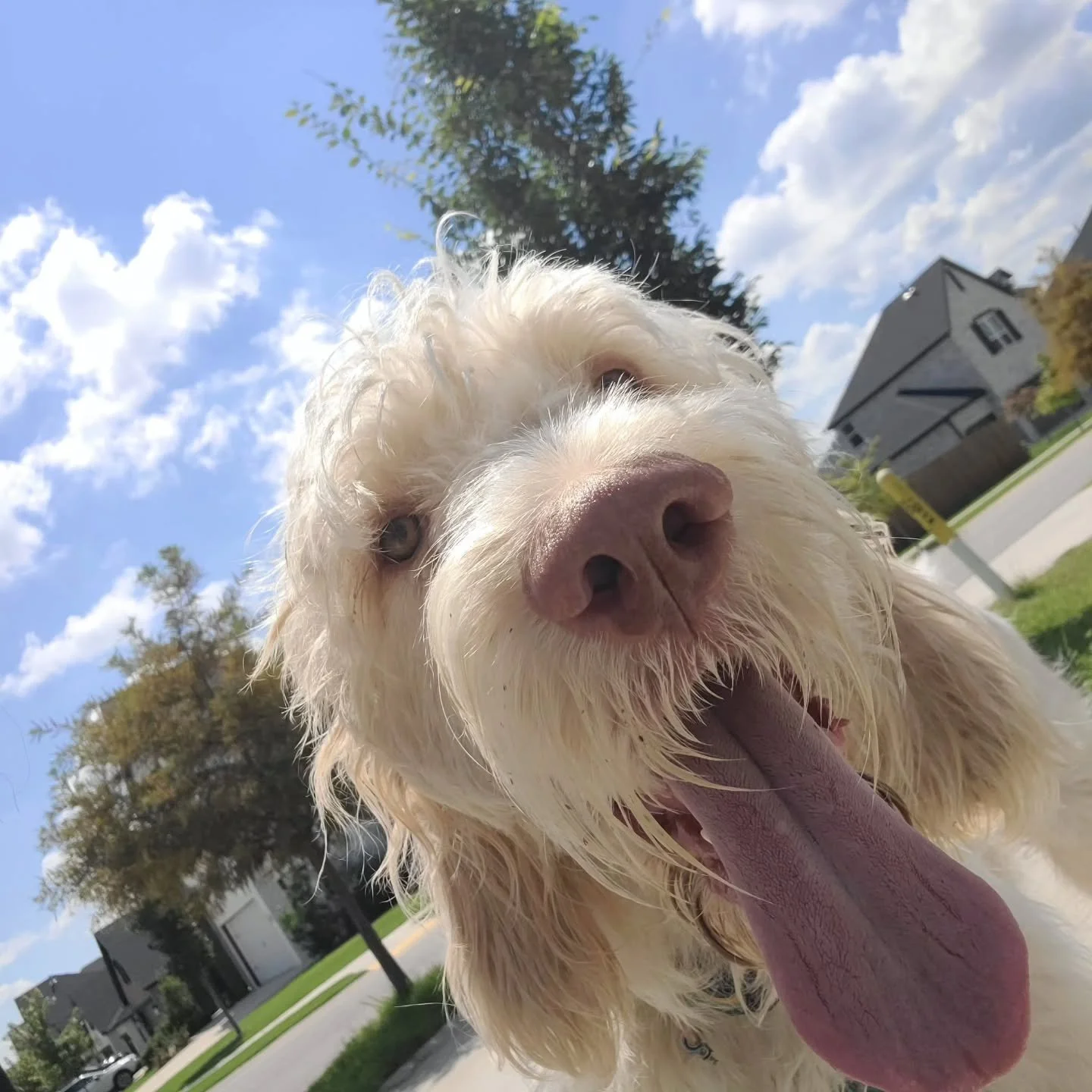 Gizmo loves the sunshine &amp; &quot;cooler&quot; weather! 🌦

#dogwalker #dogwalking #petsitter #walkies #humpday #Wednesday #smallbusiness #nwa
