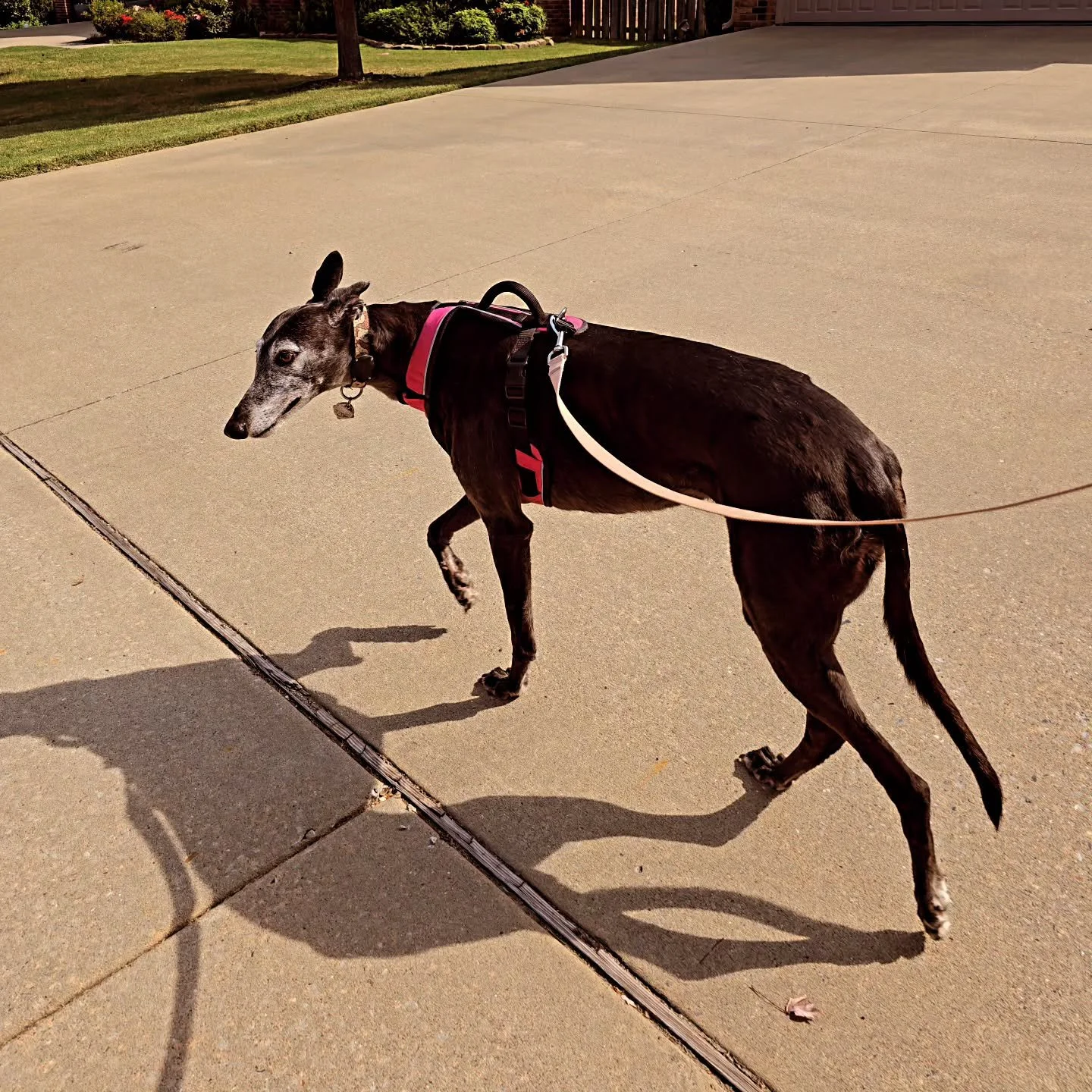 Short walks to beat the heat 🦴 Thanks for the playdate, Cassie!

#dogwalker #dogwalking #nwa #greyhound #summer #morningmotivation #SundayFunday
