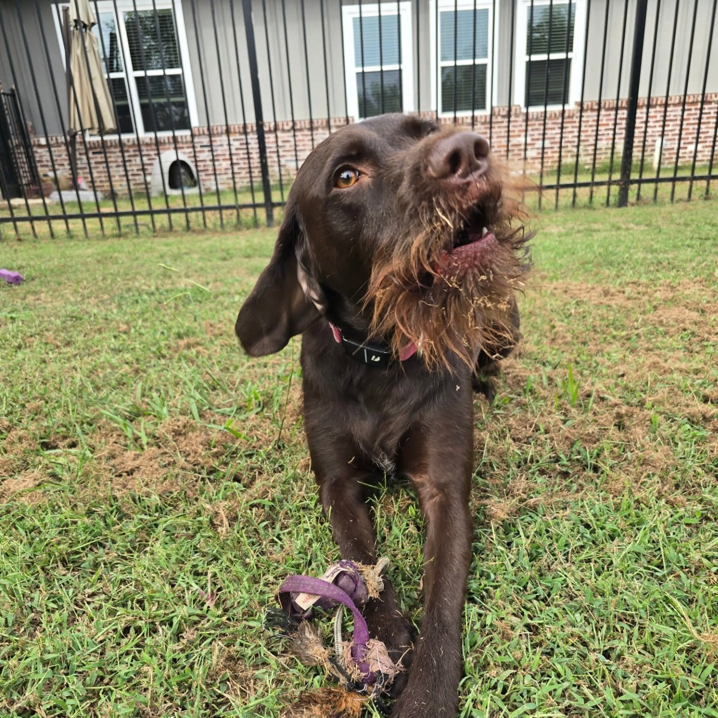 🐶🤳

#selfie #SundayFunday #gsp #pointer #summer #sunny #flirtpole #squirrel #photobomb #dogwalker #nwa #petsitter