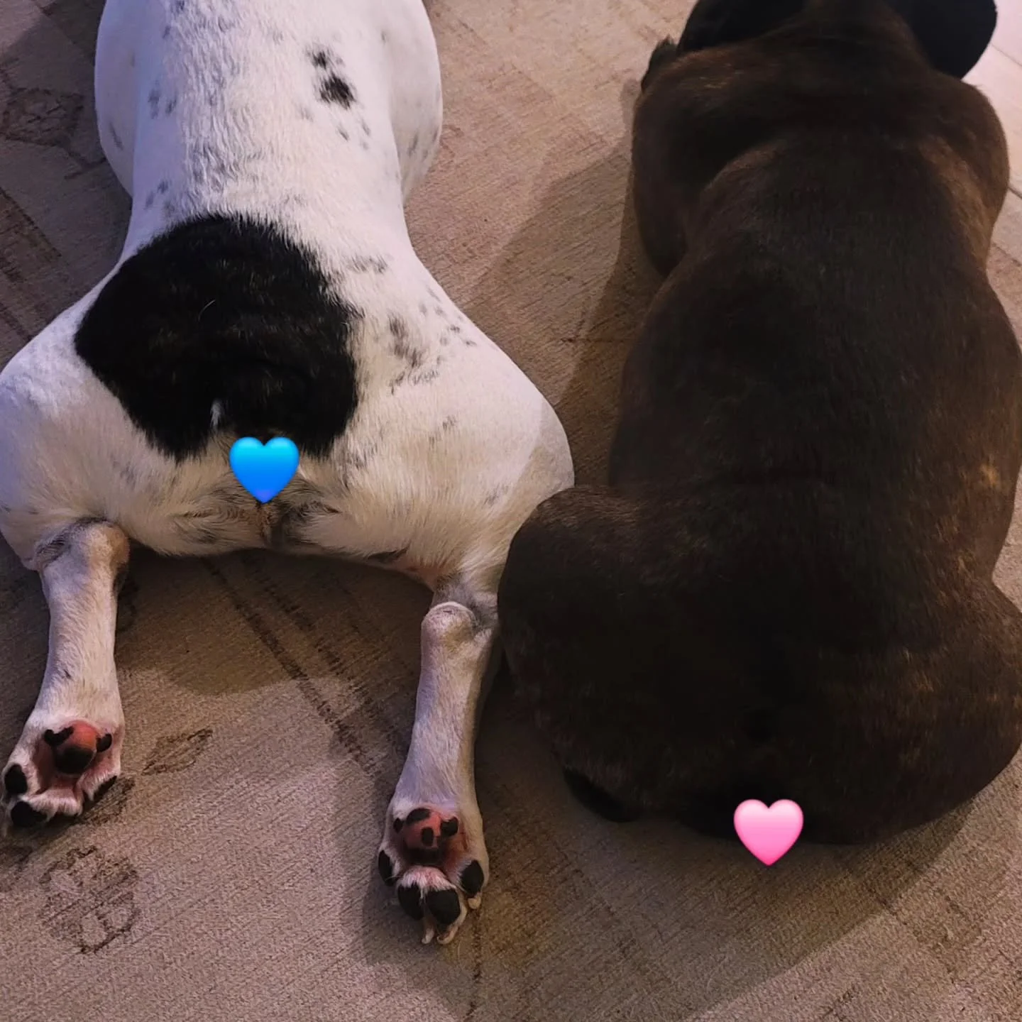 Spending the weekend with Hank &amp; Eloise #dreamcometrue 🇫🇷🐂🐕

#dogsitter #dogwalker #frenchies #frenchbulldog #nwa #rogers #bentonville #fayetteville #vacation #staycation #weekend #slumberPAWrty #CBGTpack