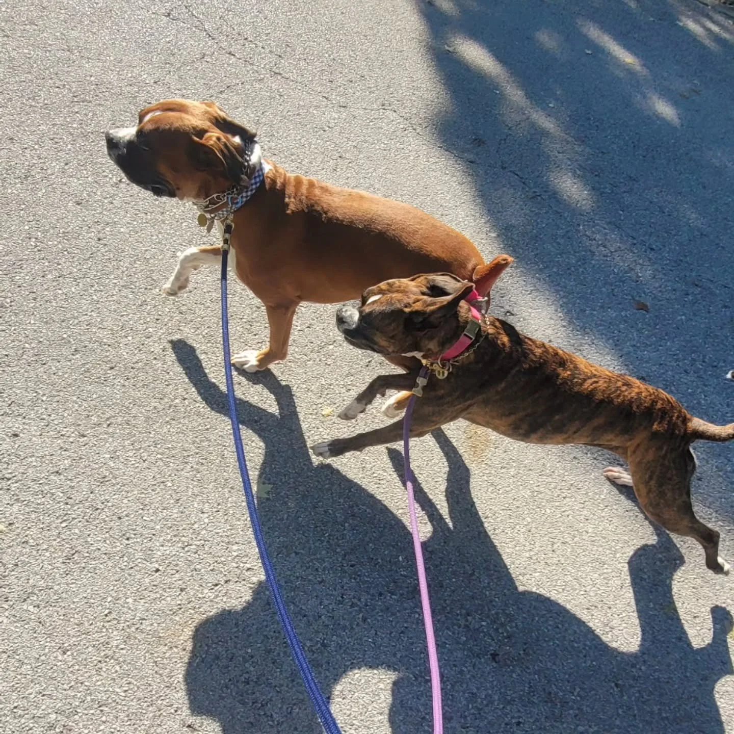 It's a beautiful day for a run with Maisie &amp; Koda 🐾🌈🌞
Want to set up reoccurring Playdates? @clarksbarkinggoodtime has you covered! You can request one over on our website. 😊 Link in bio.

#dogwalker #dogsitter #petsitter #nwa #smallbusiness 