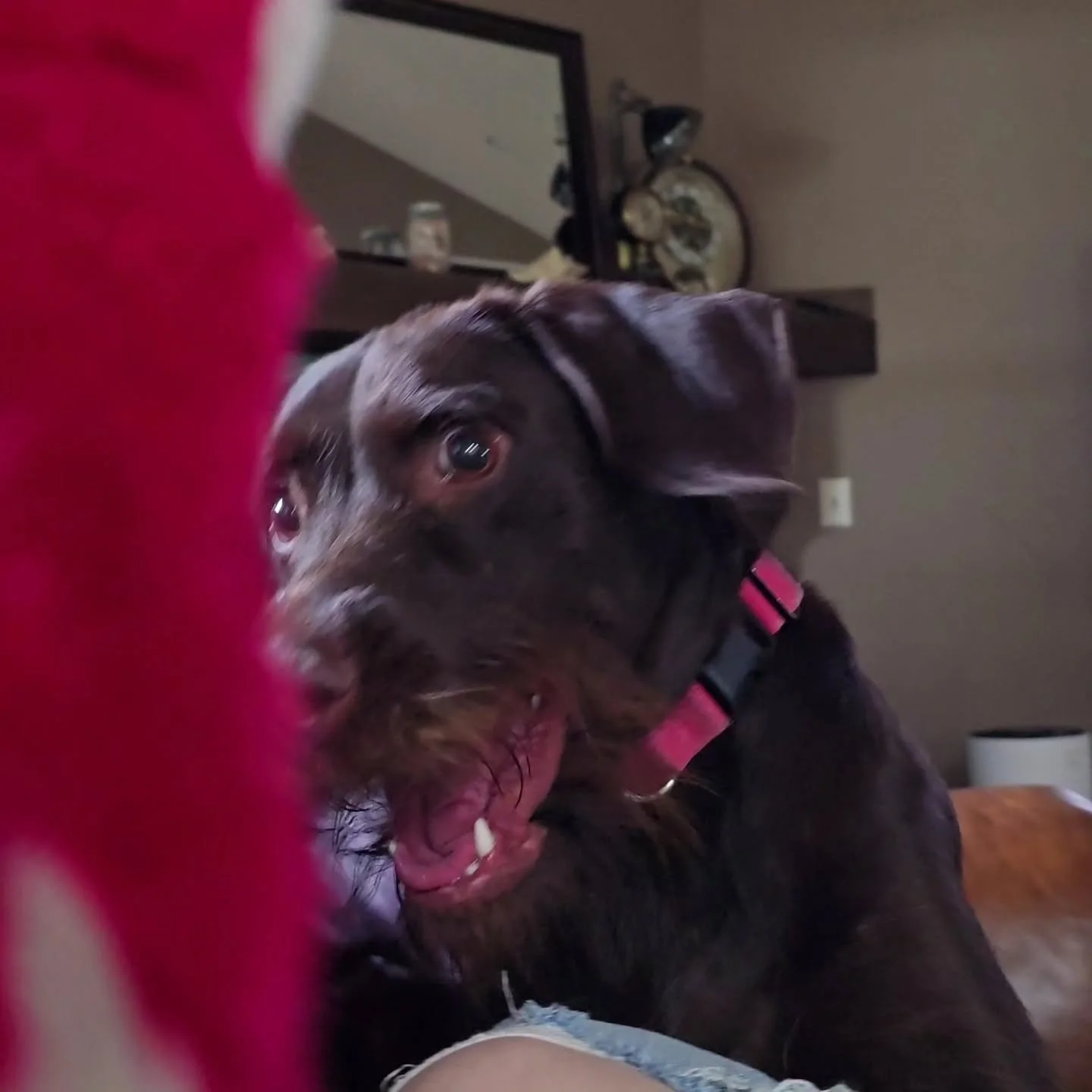 🤪😹

#dogsitter #petsitter #nwa #rogers #housesitter #bentonville #gsp #playdate #staycation