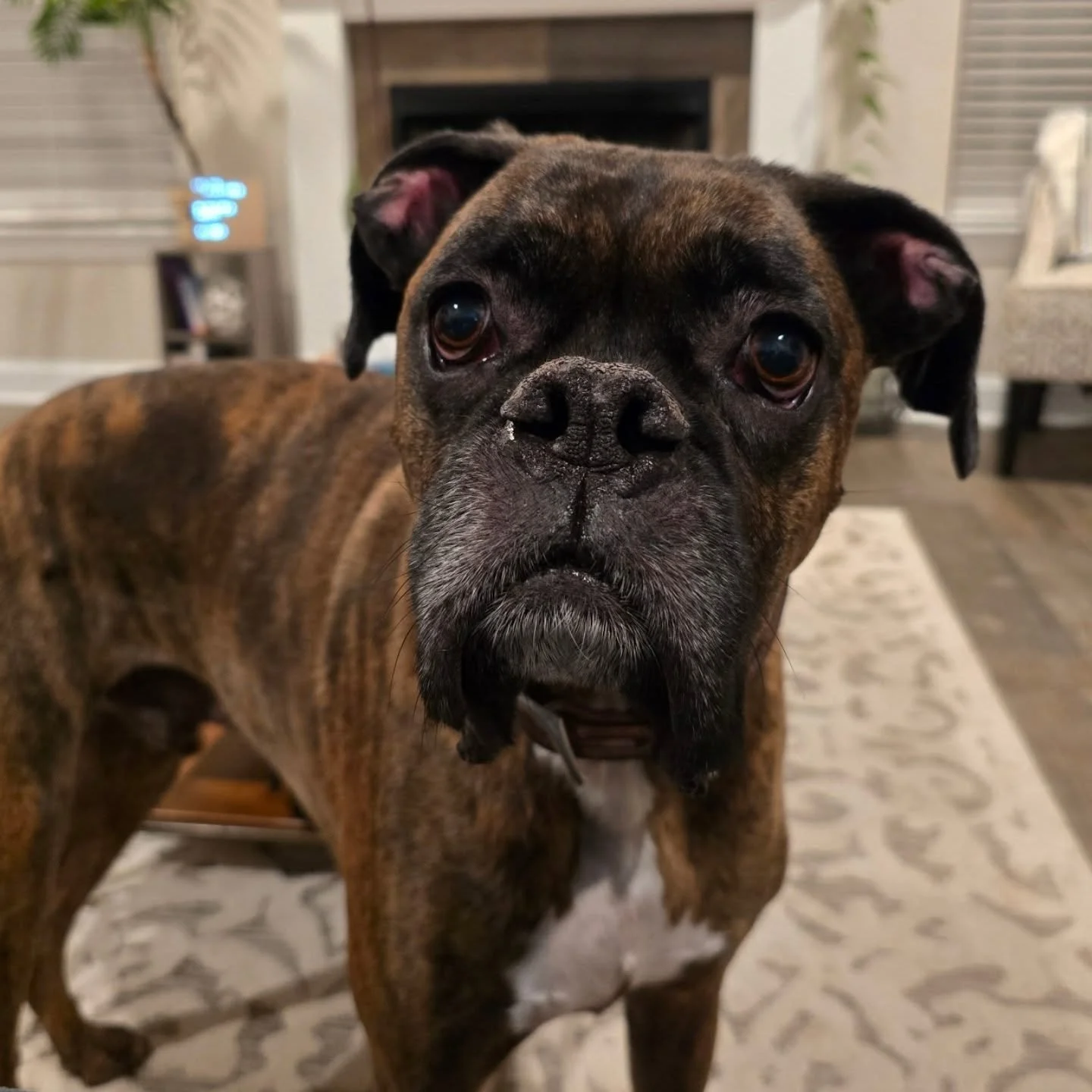 Bowie = a good time 🥊🐾

#dogsitter #petsitter #housesitter #boxer #local #smallbusiness #Staycation #vacation #playdate